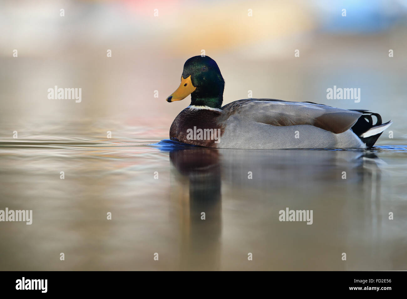 Le Canard colvert (Anas platyrhynchos) Banque D'Images