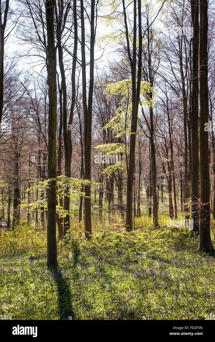 Lumière de printemps à West Woods Marlborough Wiltshire, UK Banque D'Images