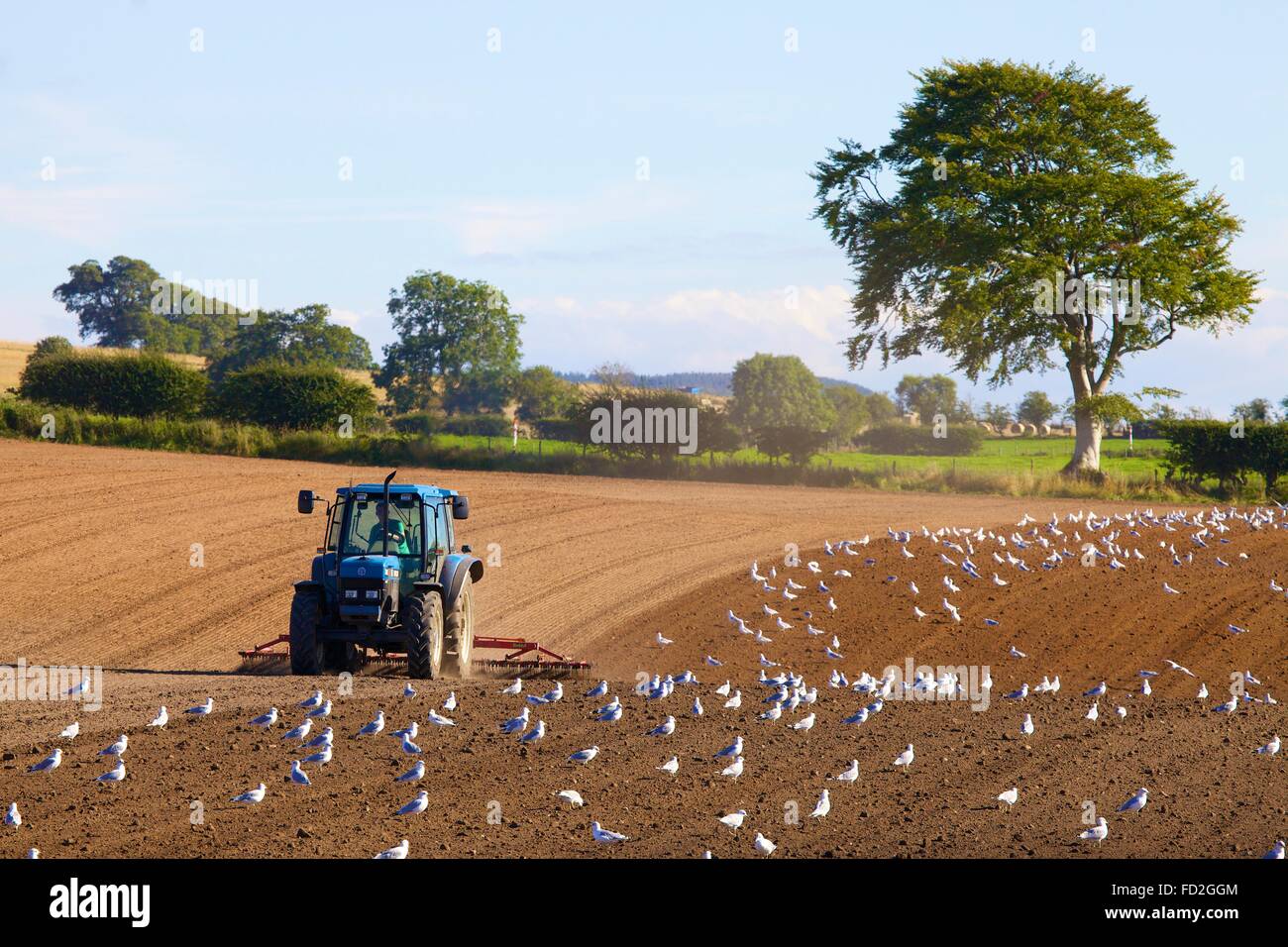 Le tracteur laboure avec goélands flocage. Armathwaite, Eden Valley, Cumbria, Angleterre, Royaume-Uni. Banque D'Images