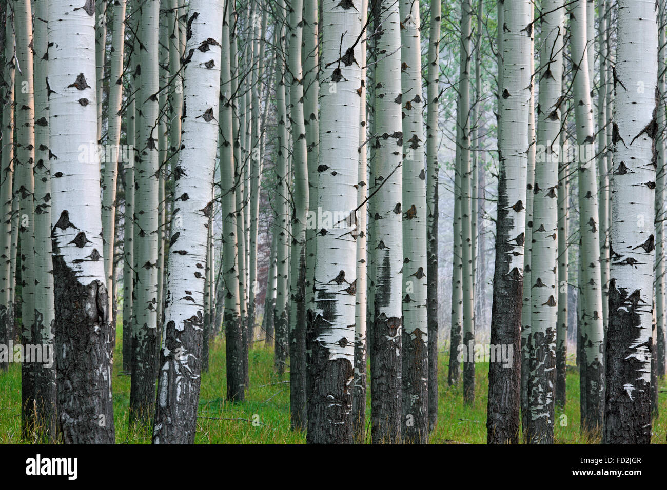 Tremble / le tremble (Populus tremuloides), détail de troncs d'arbres en forêt, originaire d'Amérique du Nord et Canada Banque D'Images