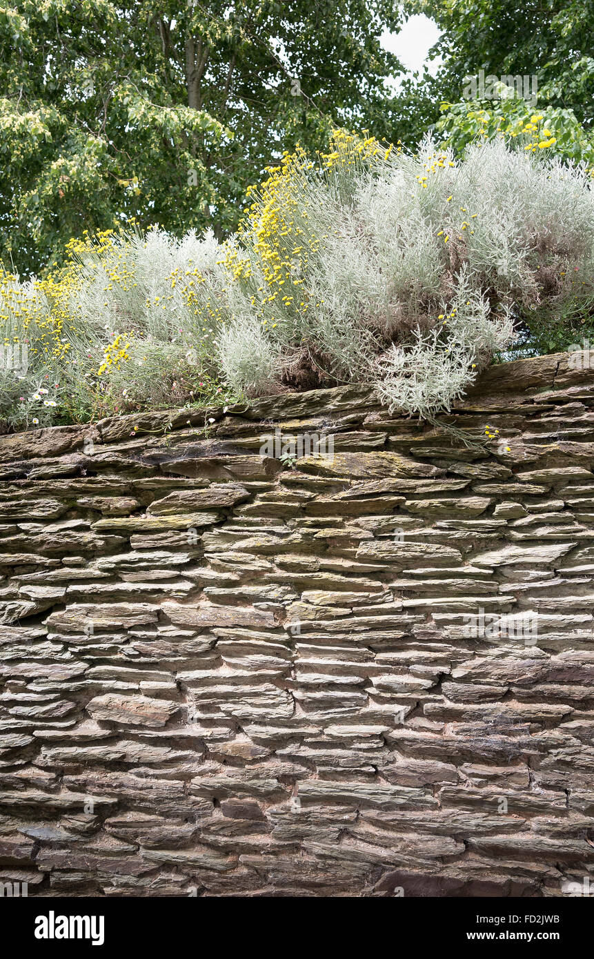Grand mur de pierre surmonté de santoline en fleurs en été Banque D'Images