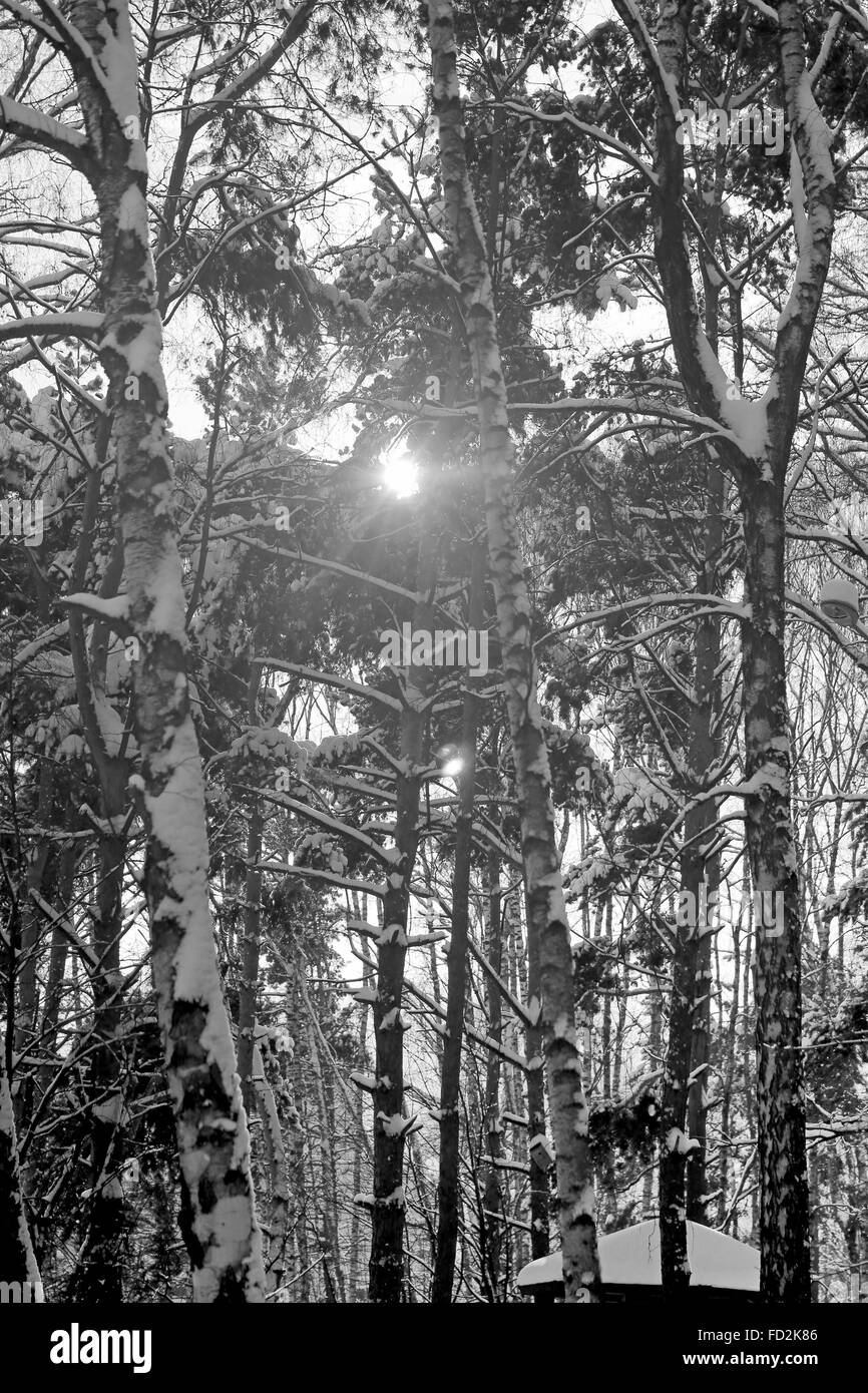 Coucher de soleil dans la forêt photographiés de près de l'arbre sur un fond bleu abstrait Banque D'Images