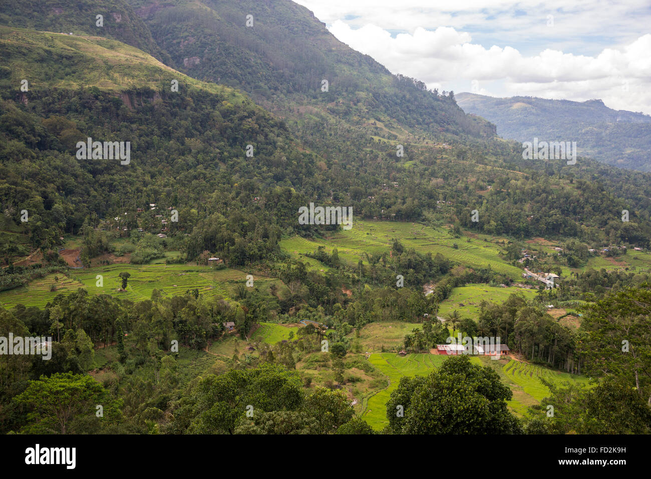 Plantations de thé dans le district de Nuwara Eliya dans la province centrale, Sri Lanka. Banque D'Images