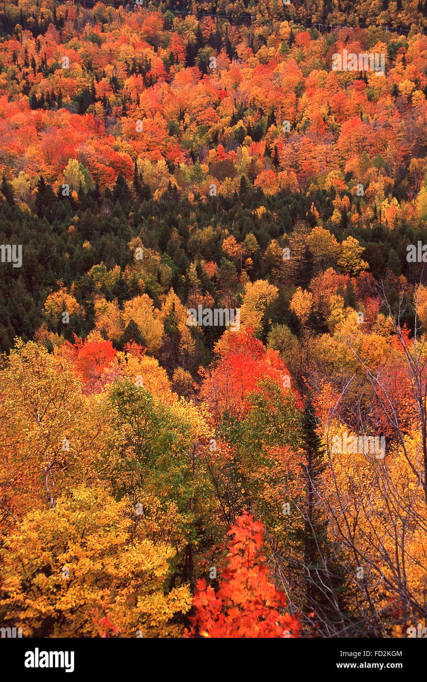 La couleur de l'automne lumineux,Québec,Québec Banque D'Images