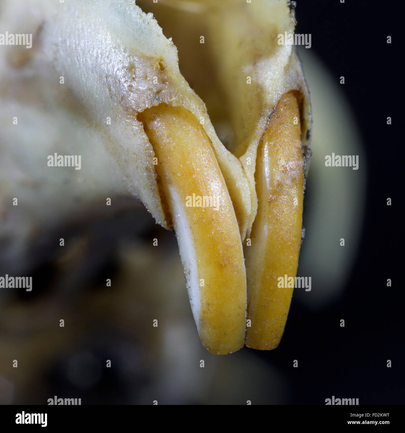 Close up of rongeant les dents incisives / avant de souris (Muridae) Banque D'Images