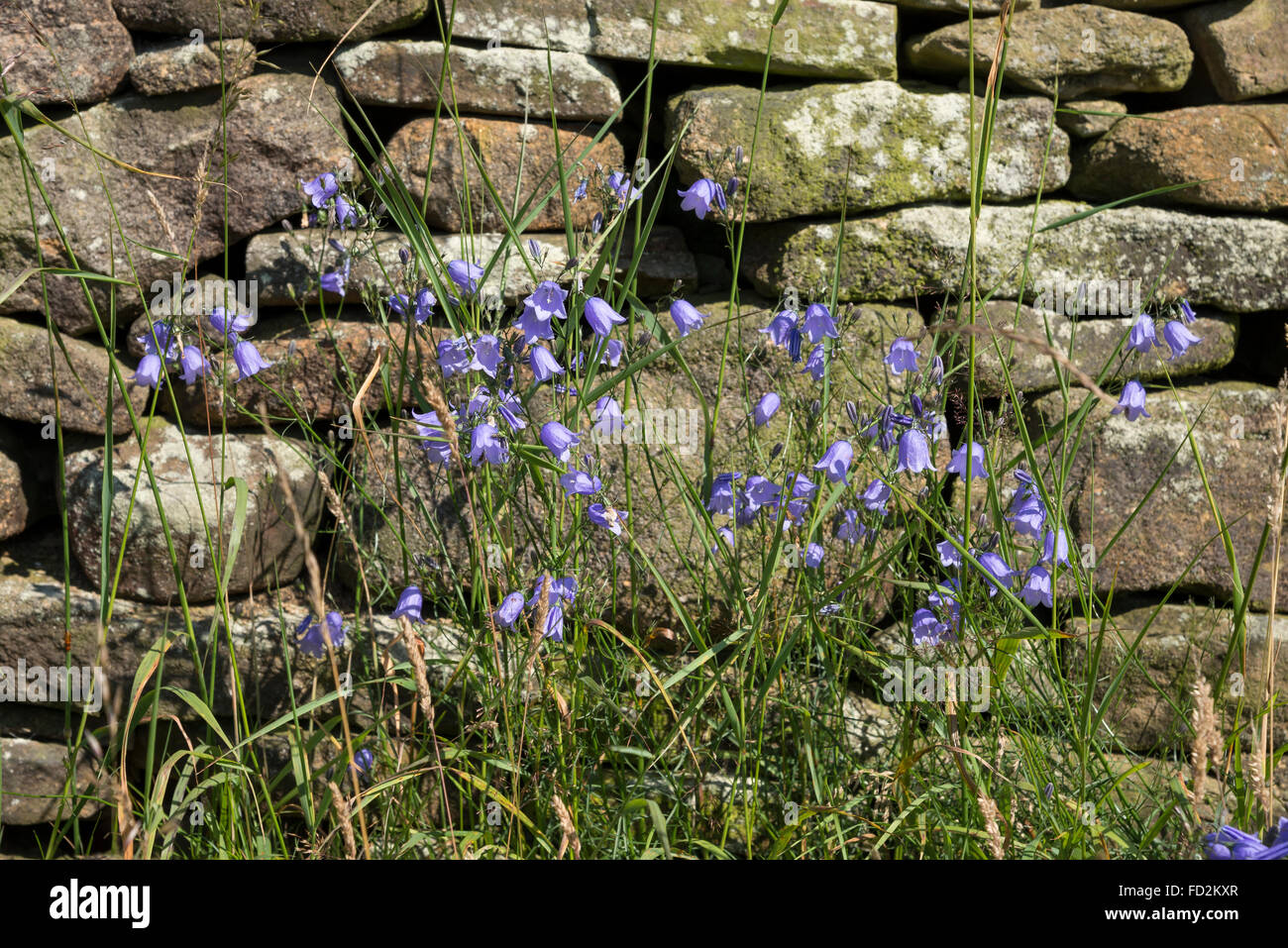 Bleu pâle, Harebells (Campanula rotundifolia) croissant à côté d'un mur de pierres sèches dans le Derbyshire, Angleterre. Banque D'Images