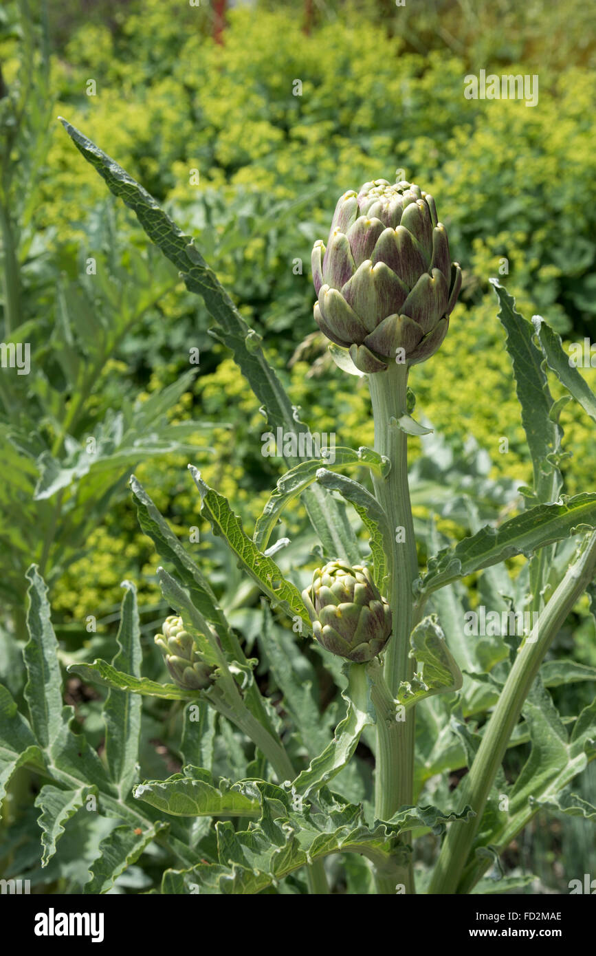 Gros plan d'une fleur de l'artichaut en début d'été. Banque D'Images