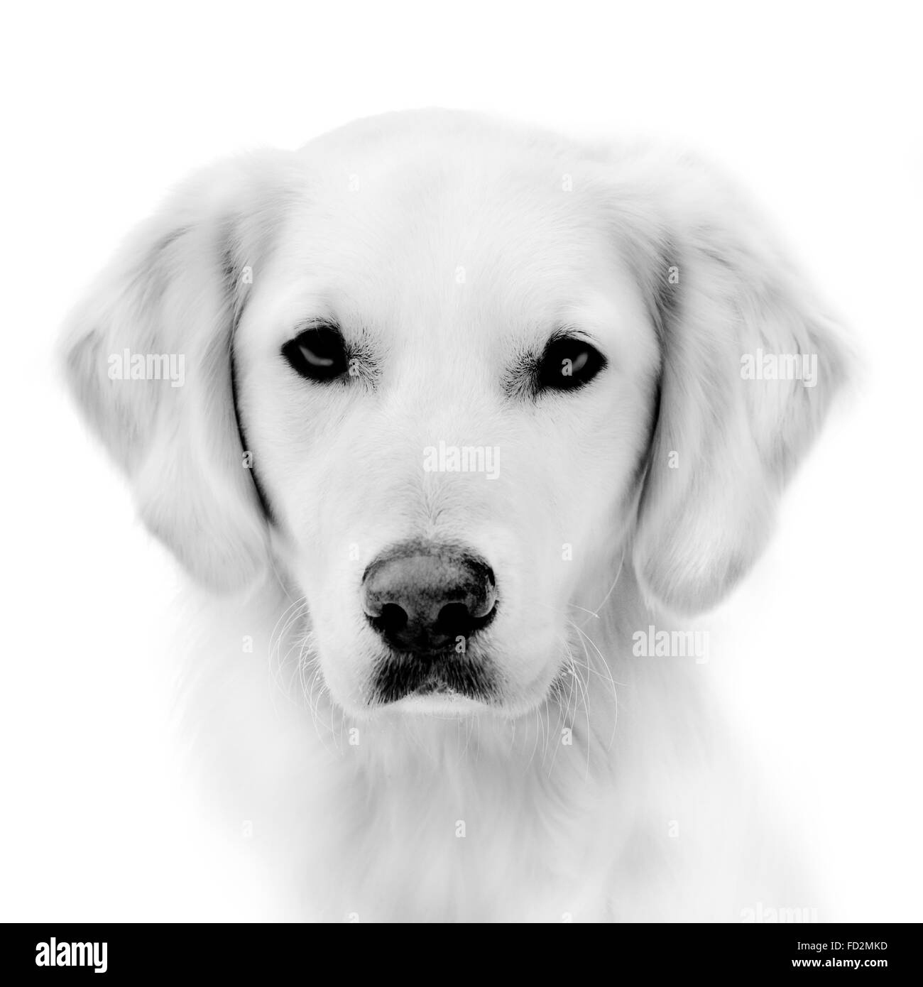 Golden retriever, noir et blanc portrait portrait de chien Banque D'Images