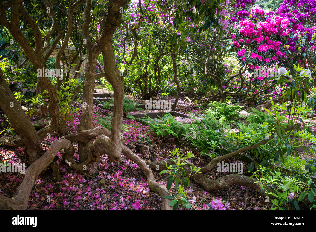 Étapes menant à l'entrée du jardin de fleurs de style victorien à Wentworth Castle Gardens, dans le Yorkshire. Banque D'Images
