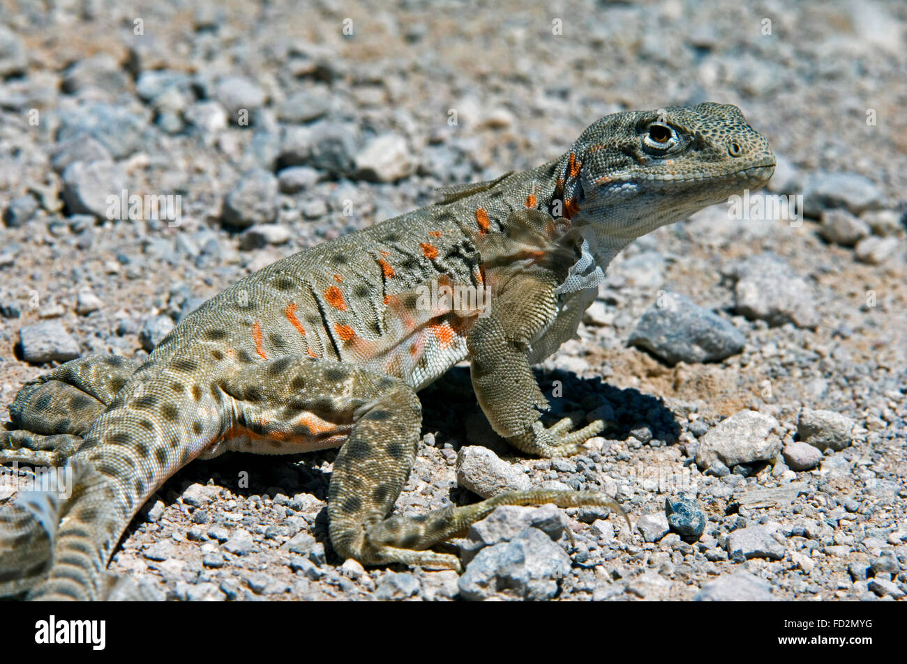 Leopard bec long lizard Gambelia wislizenii (délestage) peau dans le désert de Sonora, originaire de l'États-Unis et Mexique Banque D'Images