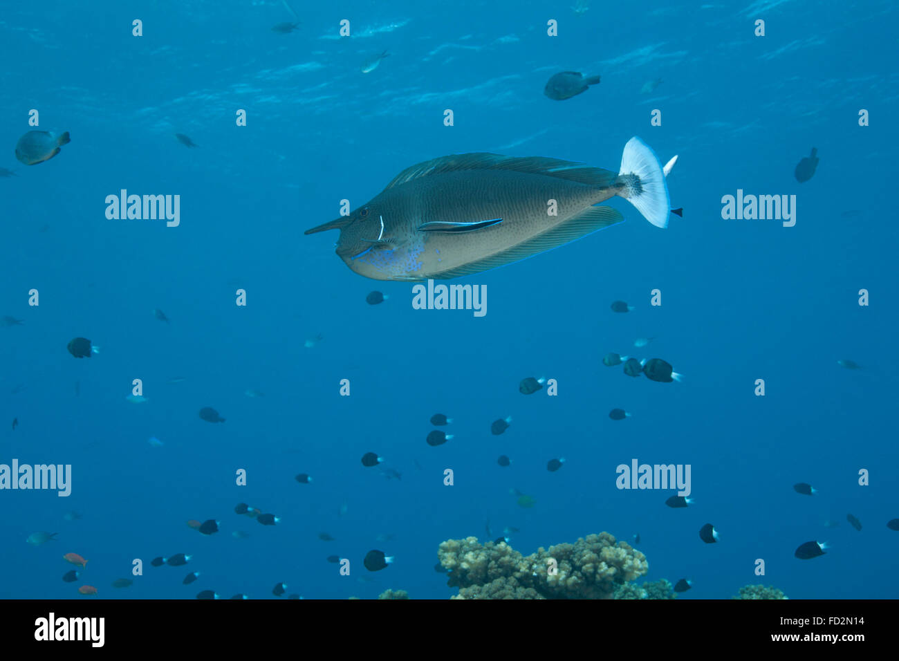 Repéré goldfish (Naso brevirostris) Nager dans les eaux de Fidji. Banque D'Images