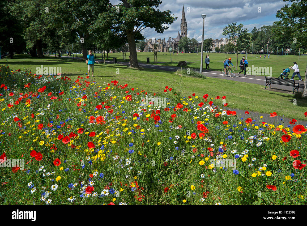 Un patch de fleurs sauvages sur le bord de Bruntsfield Links à Édimbourg. Banque D'Images