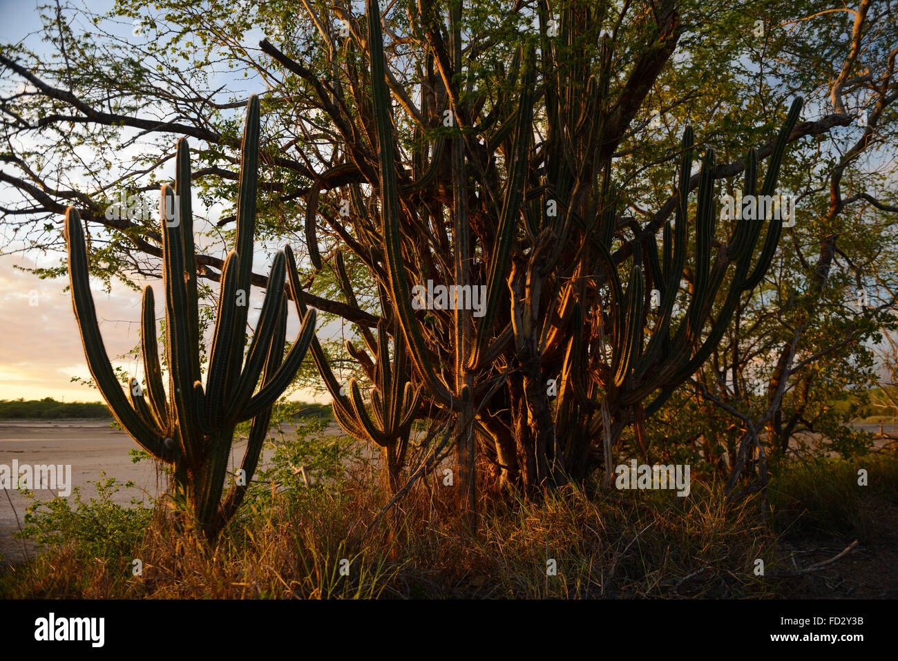 Coucher du soleil et cactus à Cabo Rojo National Wildlife Refuge. Cabo Rojo, Puerto Rico. L'île des Caraïbes. Le territoire américain. Banque D'Images