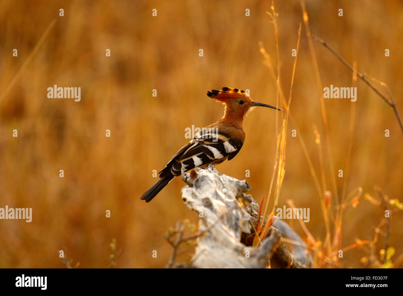 La huppe fasciée (Upupa epops) est un oiseau qui se trouve partout en Afro-Eurasia, remarquable pour sa "Couronne" de plumes Banque D'Images