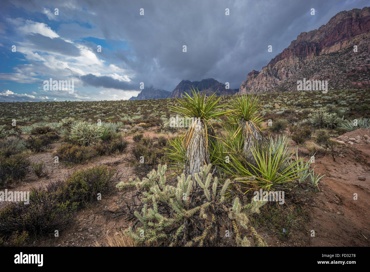 Red Rock Canyon National Conservation Area Banque D'Images
