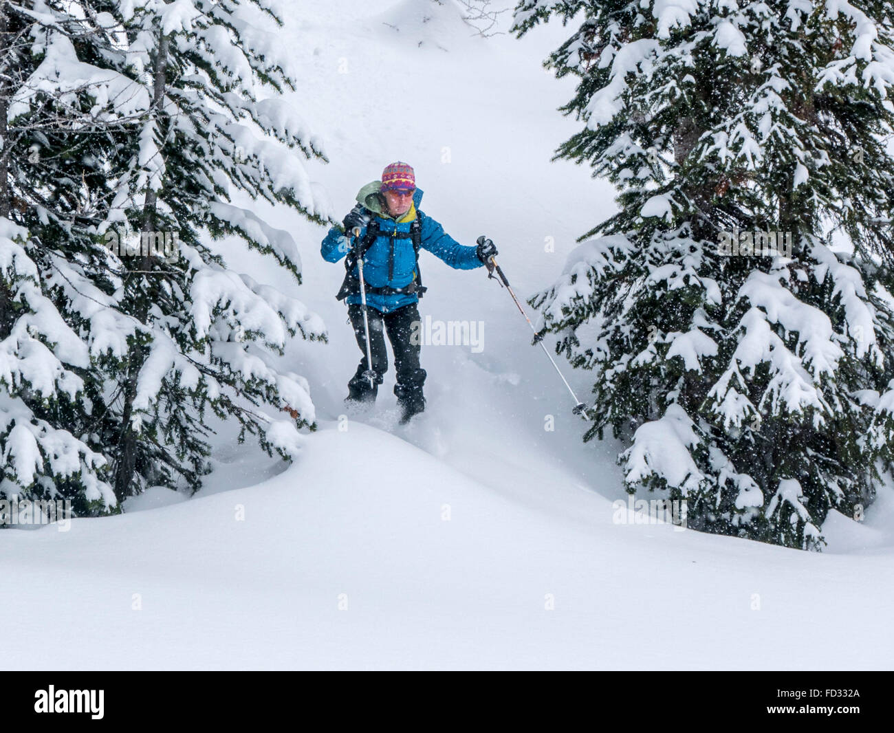 Les skieurs de l'arrière-pays ; Les montagnes Selkirk près de Carlyle à montage à distance Lodge ; Colombie-Britannique ; Canada Banque D'Images