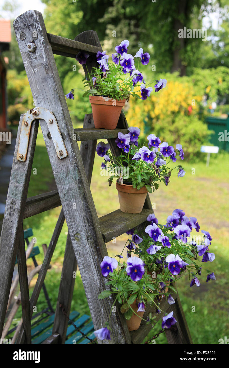 Pensées dans les pots de fleurs décorés sur une vieille échelle en bois dans le jardin Banque D'Images