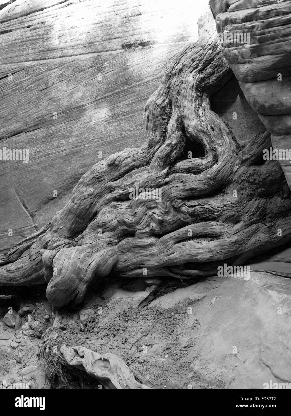 Une racine d'arbre usé à l'eau apparaît à exsuder de la lécher le long de grès se laver, Grand Staircase-Escalante National Monument, près de Ka Banque D'Images