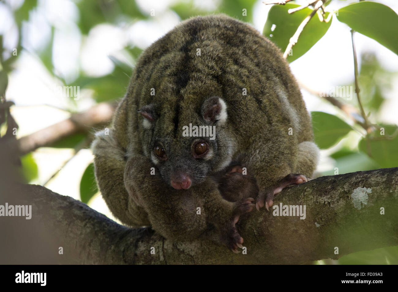 Green Ring-tailed opossums (Pseudochirops archeri) Banque D'Images