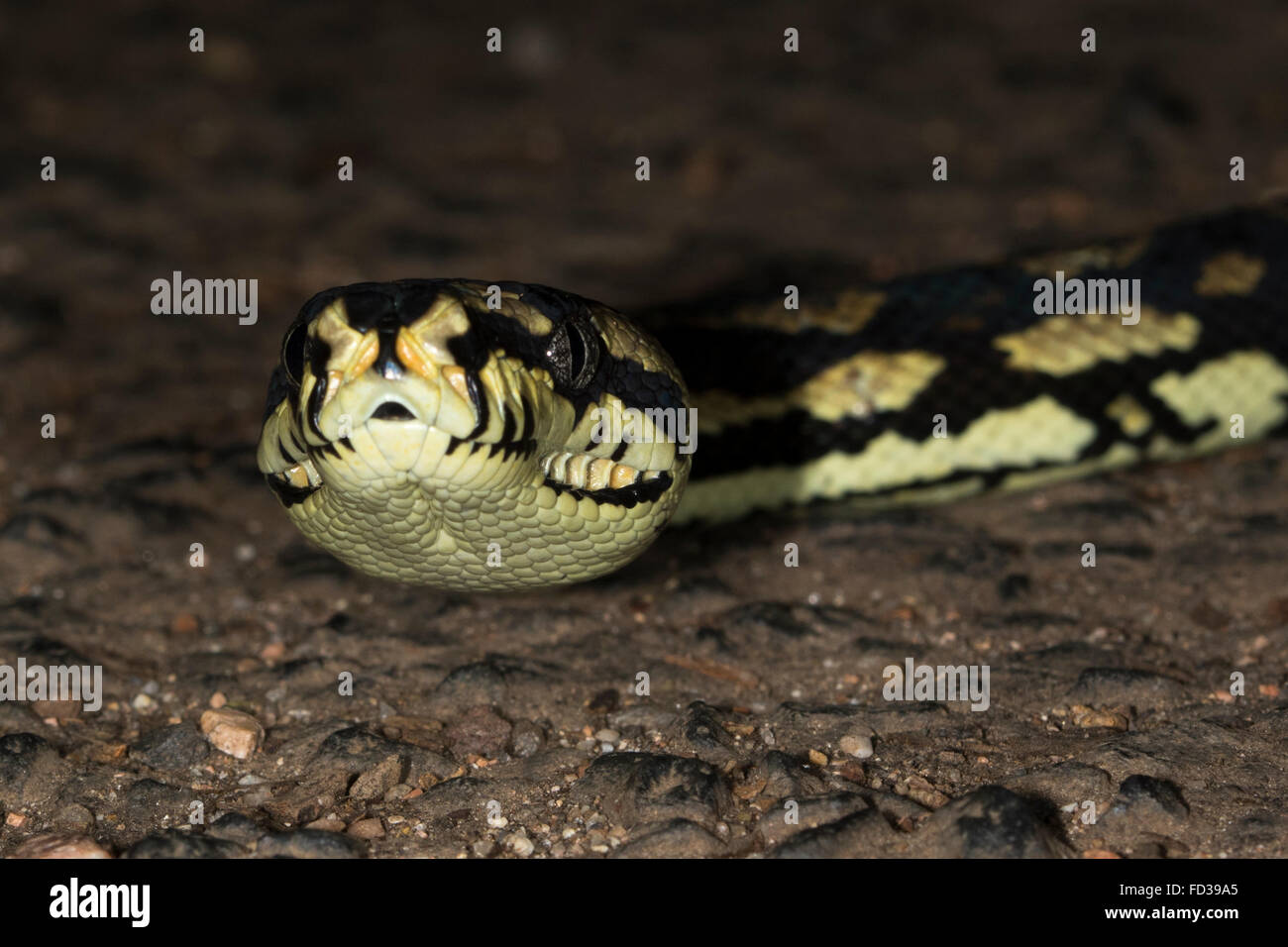 Jungle Carpet Python (Morelia spilota cheyni) Banque D'Images