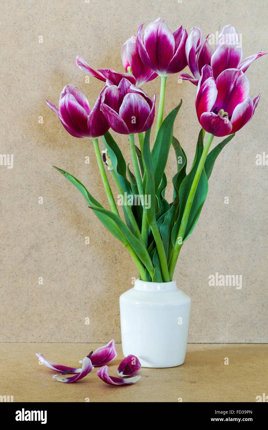 Tulipes fleurs violet vif dans vase blanc Banque D'Images