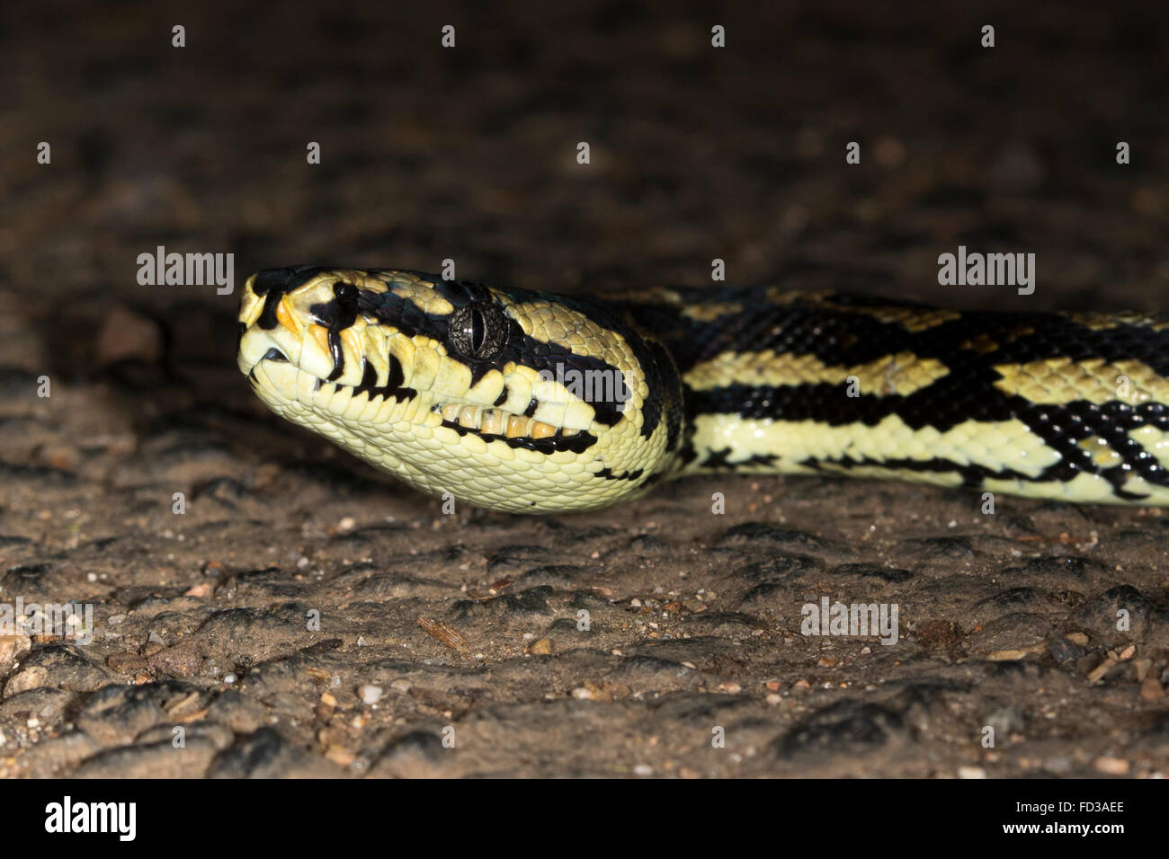 Tapis en python Banque de photographies et d'images à haute résolution -  Alamy