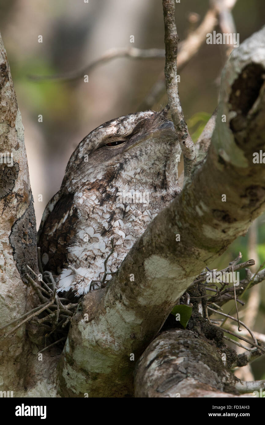 Une grille supérieure (Podargus Papou mâle papuensis) assis sur son nid Banque D'Images