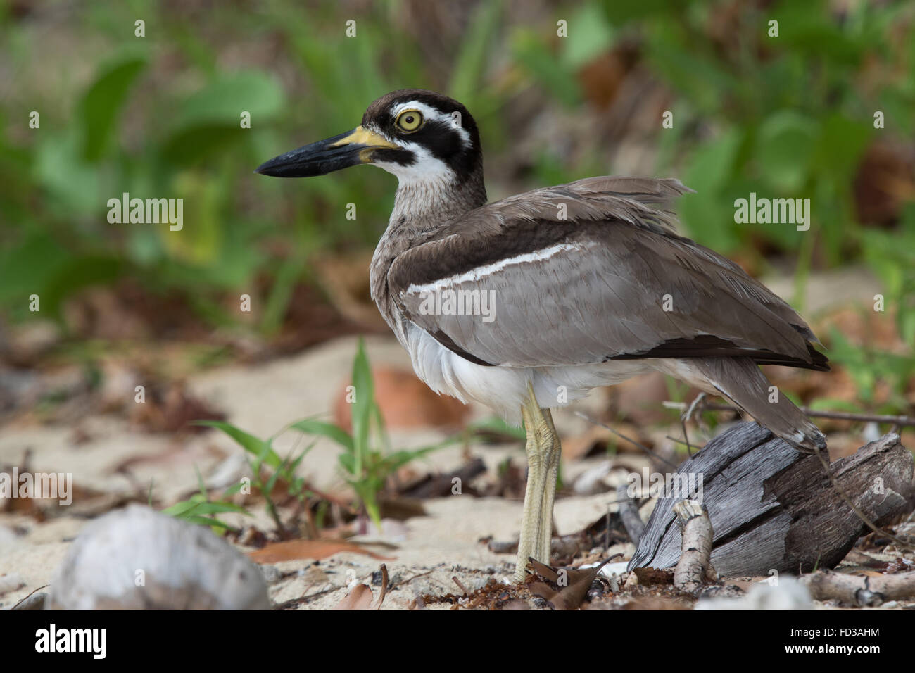 Pierre plage-curlew (Esacus magnirostris) Banque D'Images