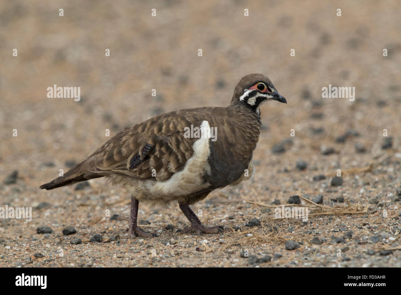 Pigeon de squatters (Geophaps scripta) Banque D'Images