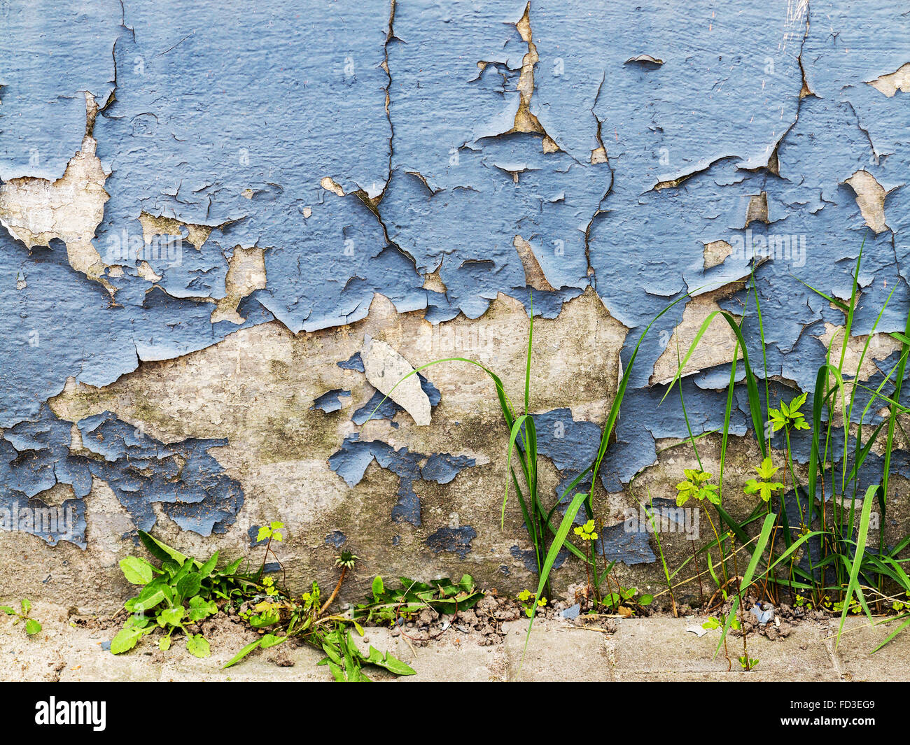 Plantes vertes lumineuses sur le mur de pierre. Grand fond ou de texture Banque D'Images