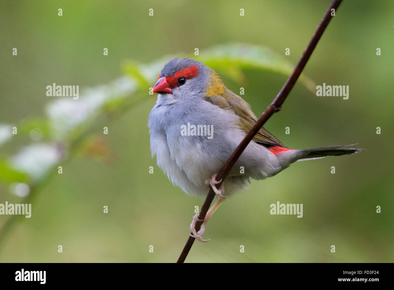 À sourcils rouges Firetail (Neochmia temporalis) Banque D'Images
