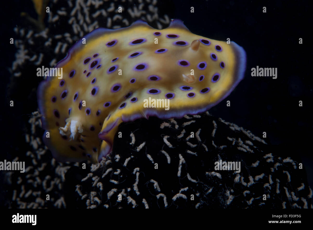 Nudibranche Chromodoris kuniei, lagon de Beqa, Fidji. Banque D'Images