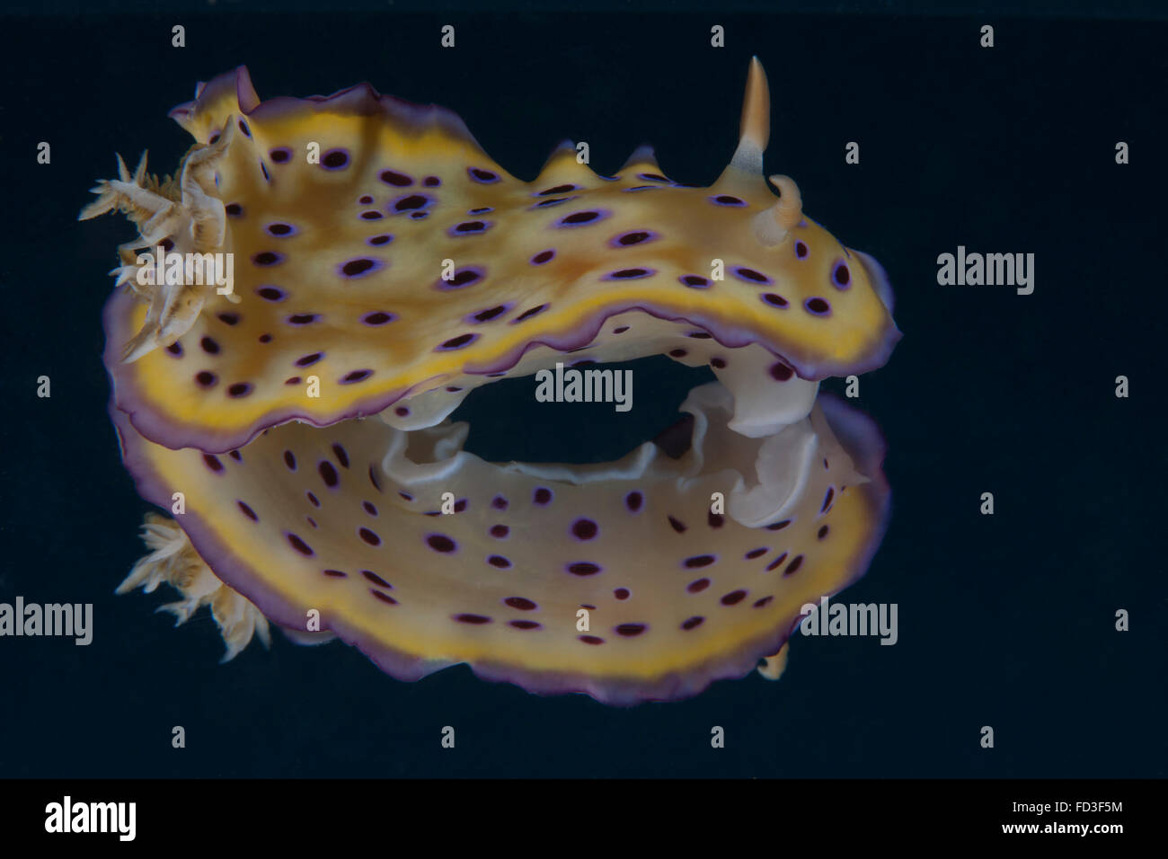 Nudibranche Chromodoris kuniei, lagon de Beqa, Fidji. Banque D'Images