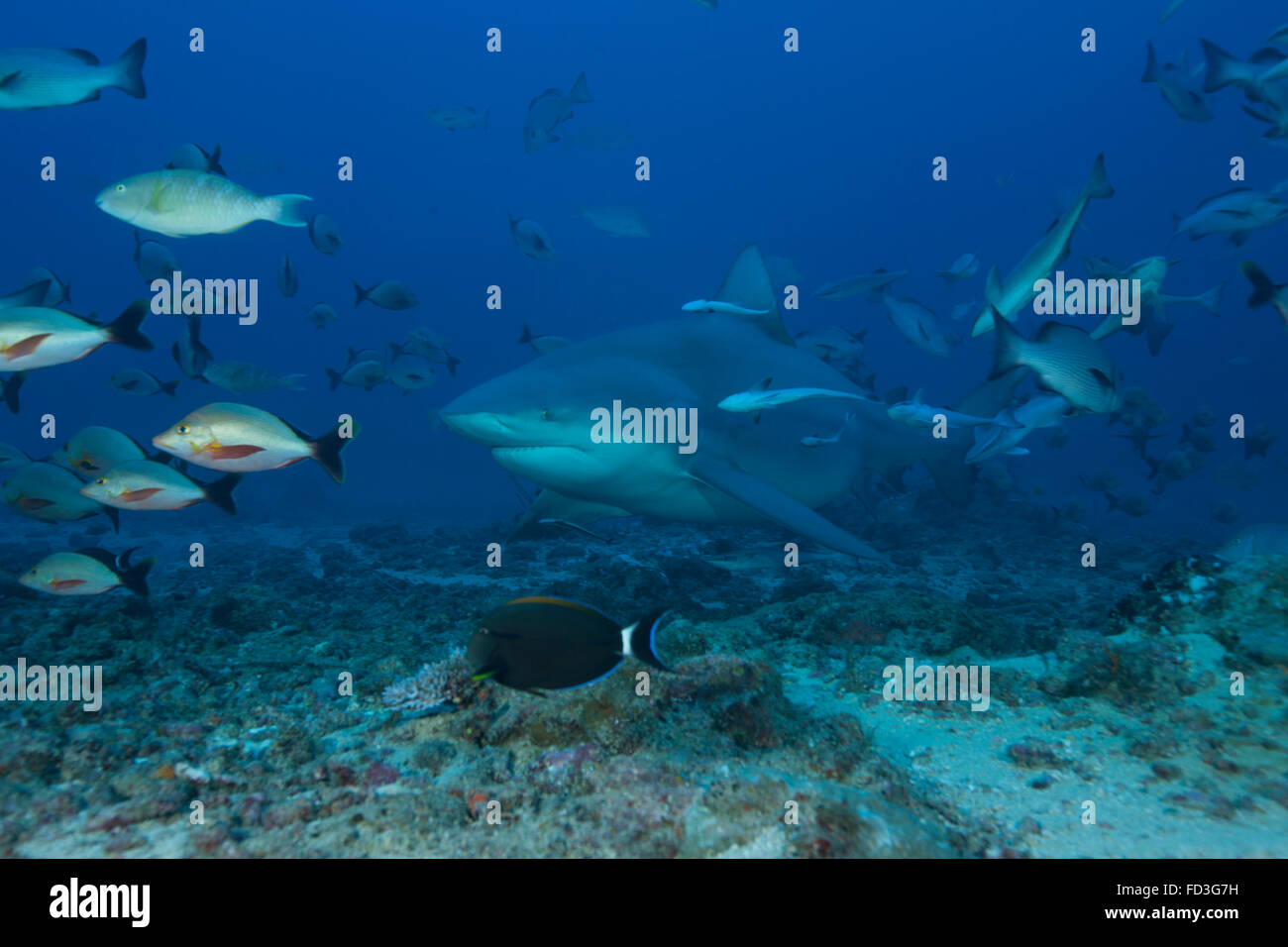 Un grand requin taureau (Carcharhinus leucas) au Bistro emplacement de ...