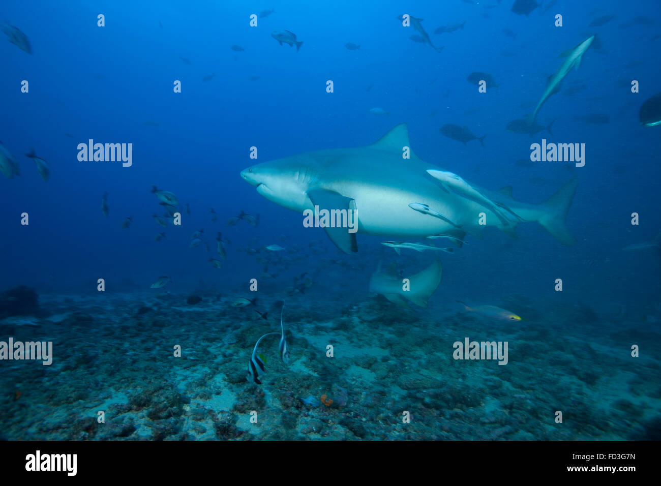 Un grand requin taureau (Carcharhinus leucas) au Bistro emplacement de ...