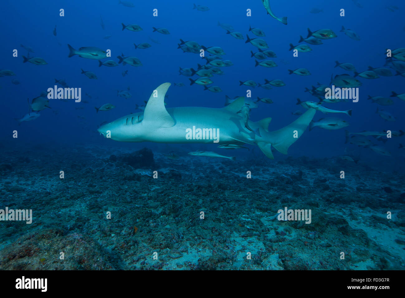 Un grand requin nourrice fauve (Nebrius ferrugineus) sur un récif fidjien profonde. Banque D'Images