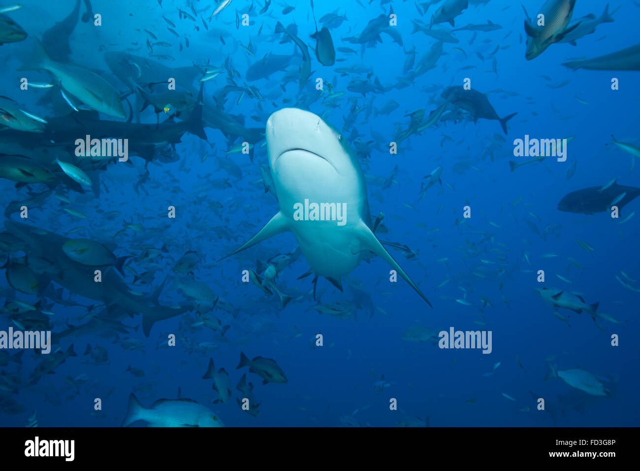 Un grand requin taureau (Carcharhinus leucas) au Bistro emplacement de ...