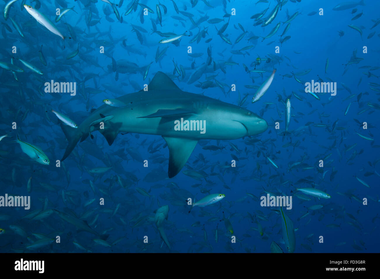 Un grand requin taureau (Carcharhinus leucas) au Bistro emplacement de ...