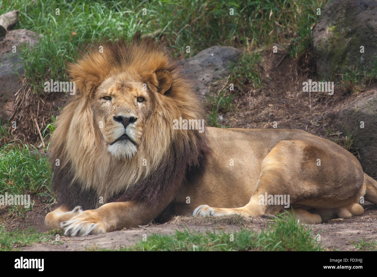 Homme African lion (Panthera leo) dans le zoo de Melbourne. Banque D'Images