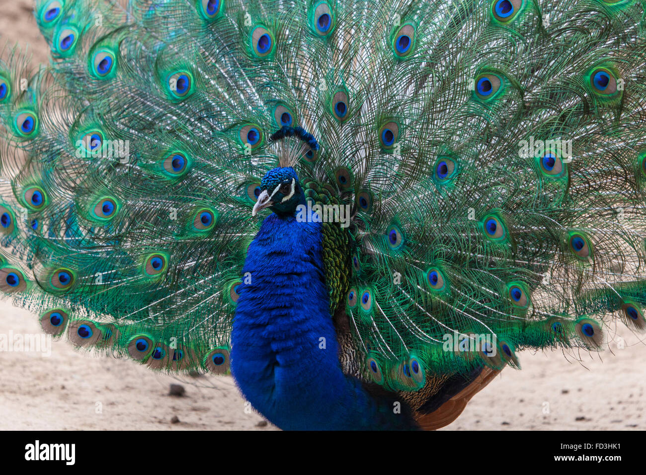Peacock présentant sa queue. Banque D'Images