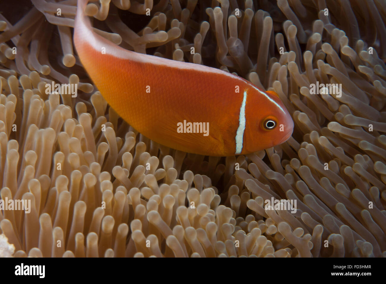 Poisson clown Rose dans son hôte anenome, Fidji. Banque D'Images