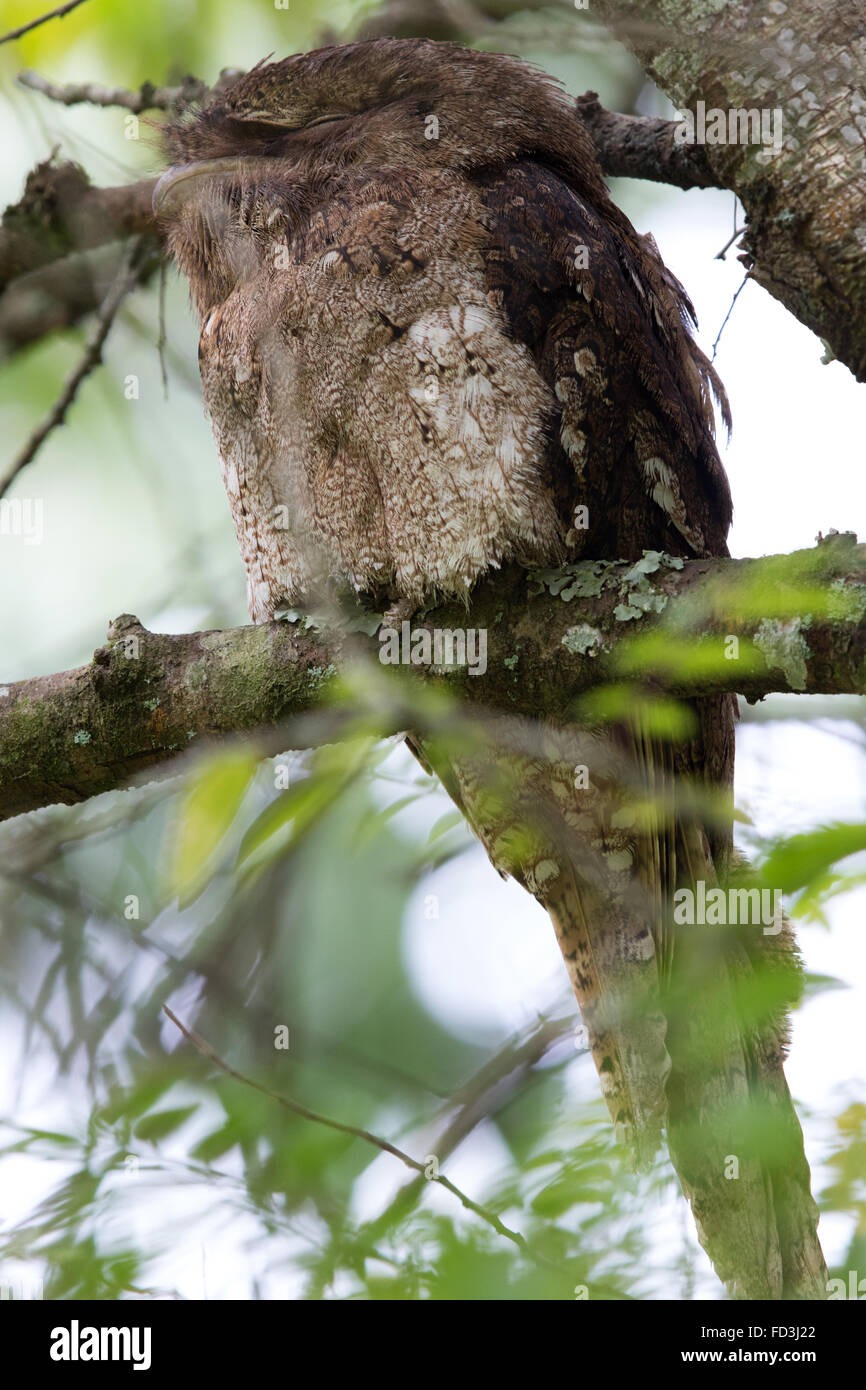 Papou femelle une grille supérieure (Podargus papuensis) se percher dans un couvert dense Banque D'Images