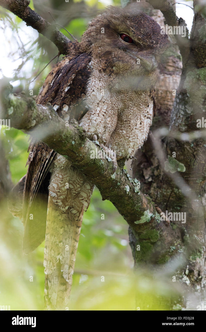 Papou femelle une grille supérieure (Podargus papuensis) se percher dans un couvert dense Banque D'Images