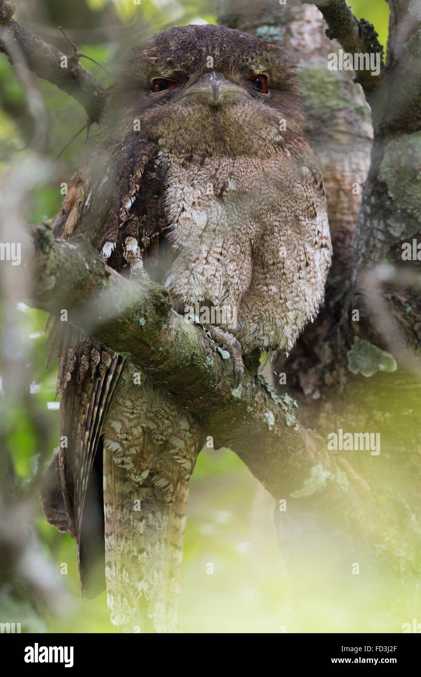Papou femelle une grille supérieure (Podargus papuensis) se percher dans un couvert dense Banque D'Images
