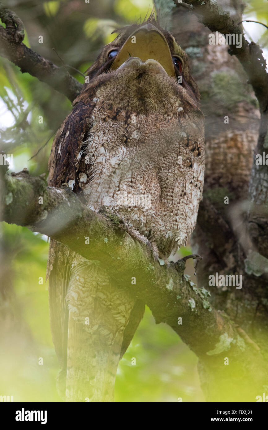 Papou femelle une grille supérieure (Podargus papuensis) avec son immense bouche ouverte Banque D'Images