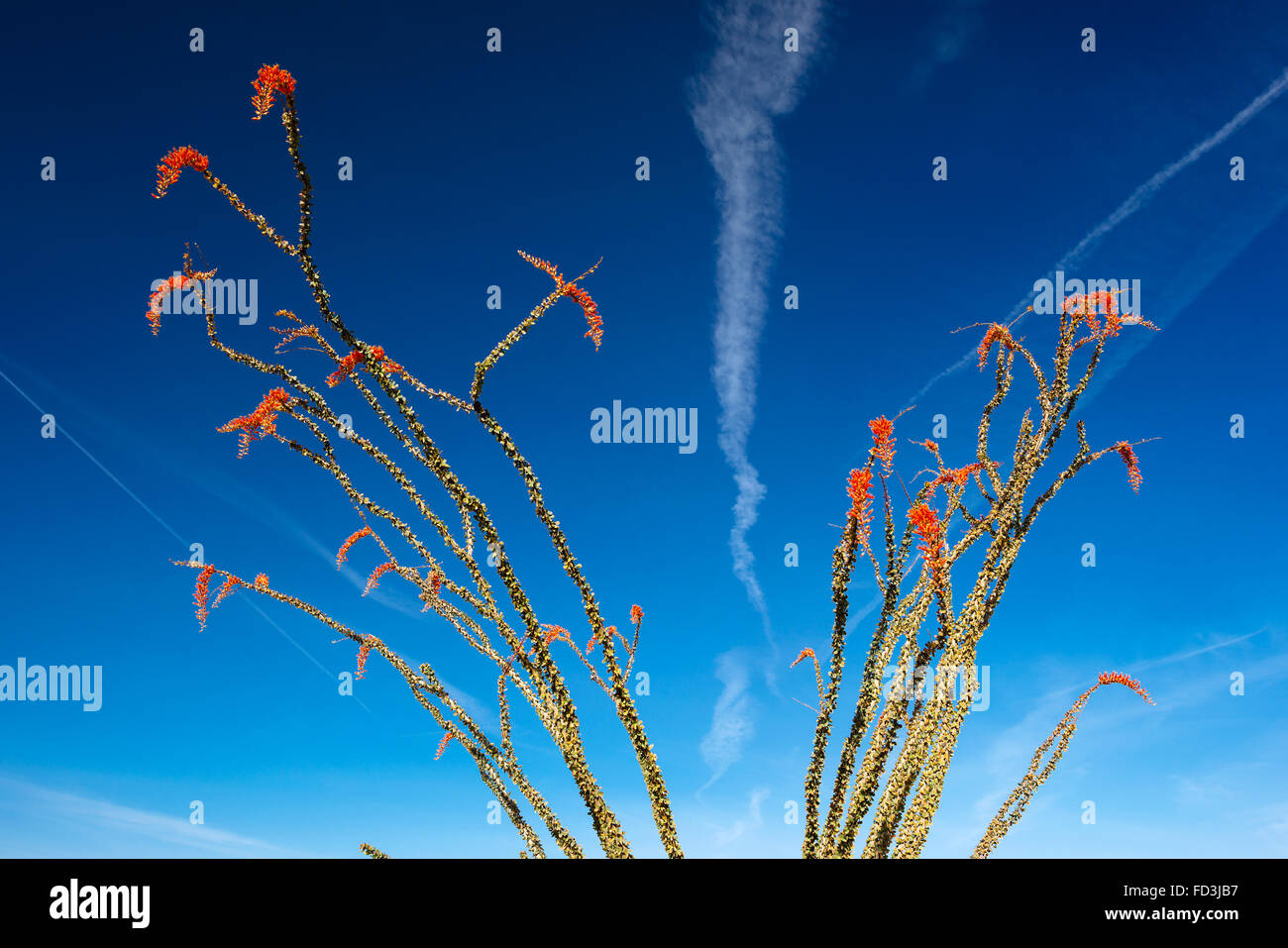 Fouquieria splendens (la) dans le parc national Joshua Tree, Californie Banque D'Images