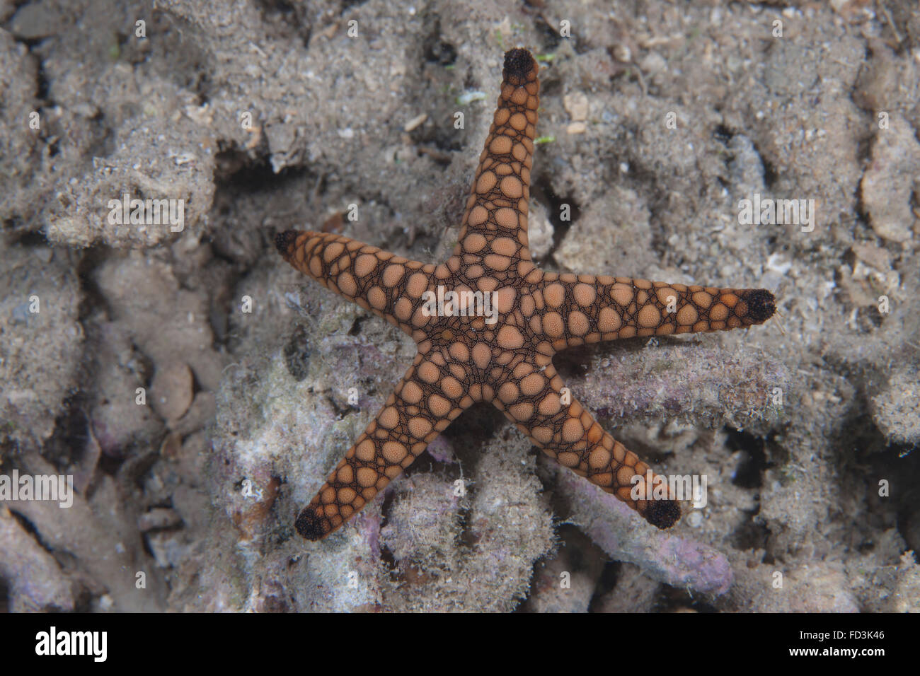 Close-up d'une étoile de mer, lagon de Beqa Fidji. Banque D'Images