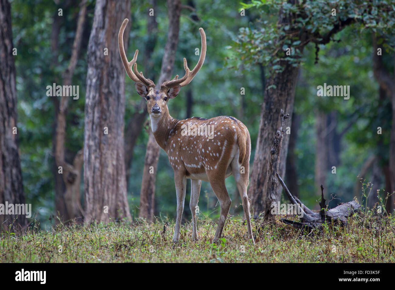Spotted Deer mâle ou Chital (Axis axis) stag impressionnant sportives panache à Pench Tiger réserver dans le Madhya Pradesh, en Inde. Banque D'Images