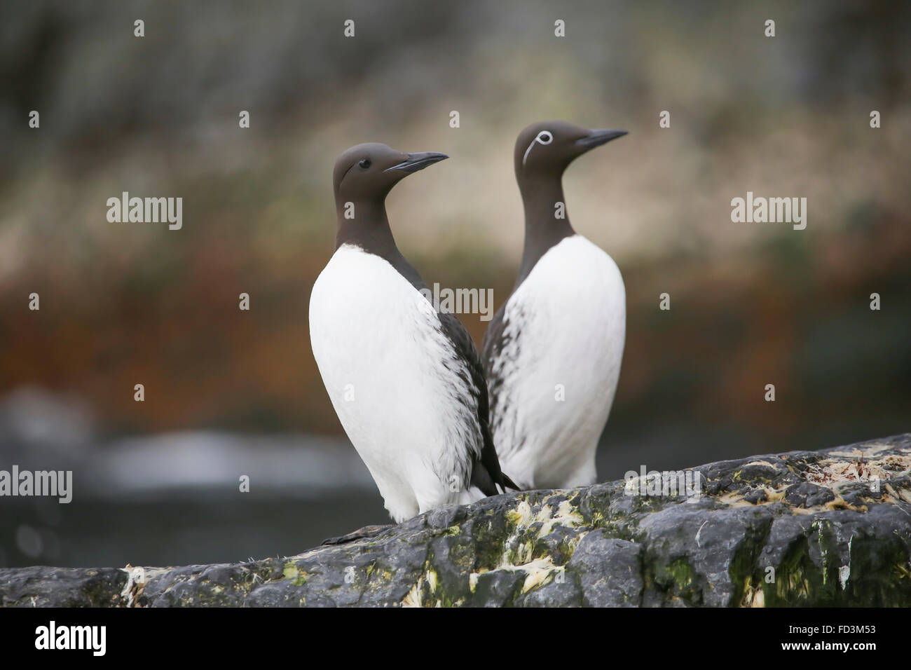 Svalbard, Bjørnøya, Bear Island. Bridled guilemot communs et morph. Banque D'Images