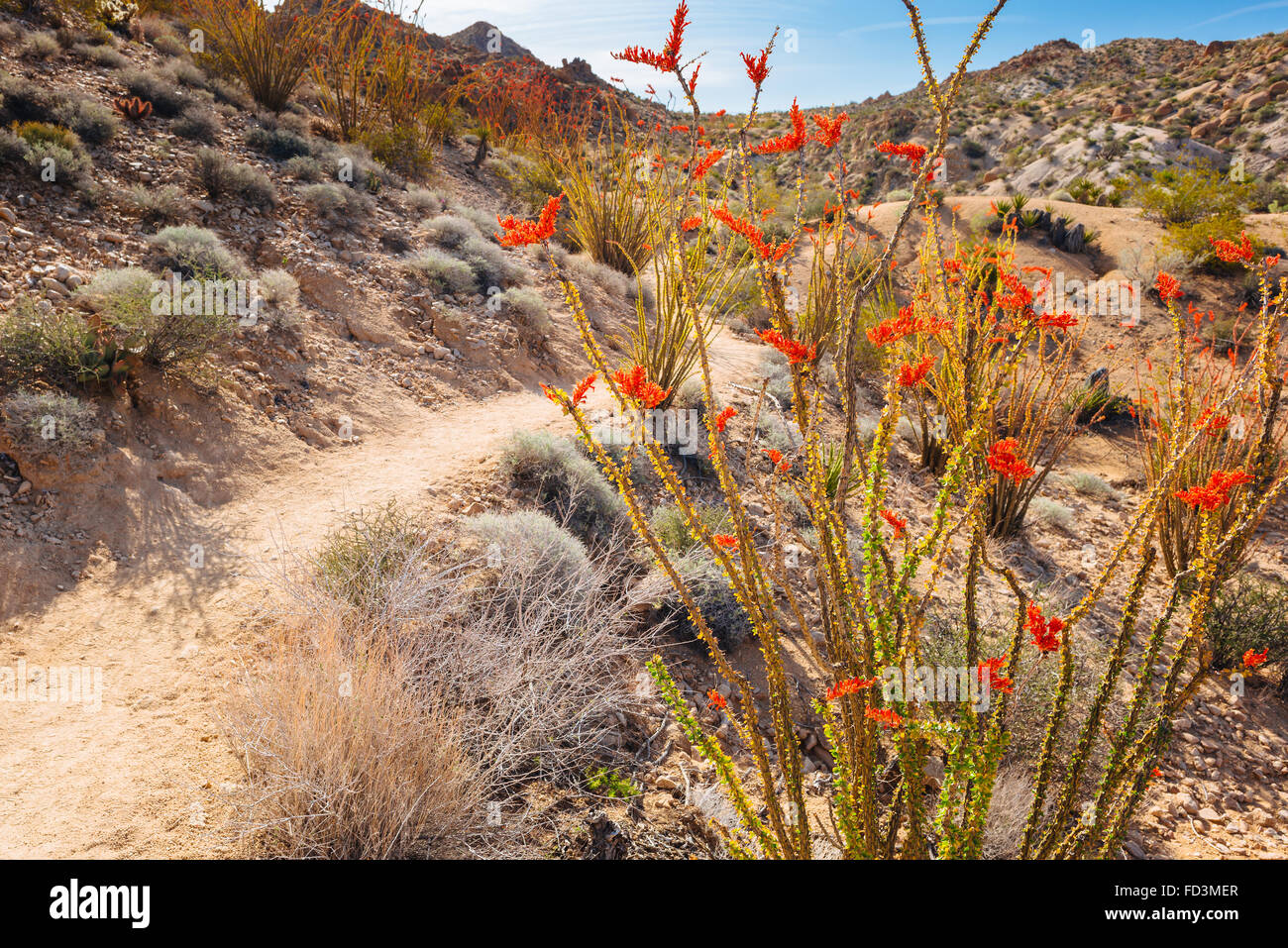La randonnée perdu Palms Canyon Trail dans le parc national Joshua Tree, Californie Banque D'Images